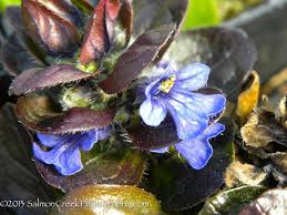 Image result for Commelina reptans