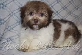 Happy, healthy havanese puppies at heavenly puppies in boca raton, south florida. Sold Puppies In Florida Noah S Little Ark