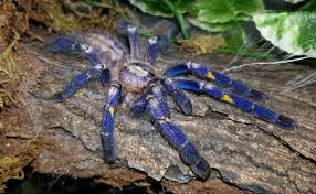 Check spelling or type a new query. Poecilotheria Metallica Gooty Sapphire Ornamental Arachnoboards