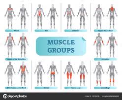 Bodybuilding Anatomy Poster Female Muscle Groups
