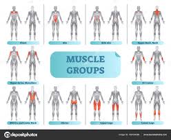 bodybuilding anatomy poster female muscle groups