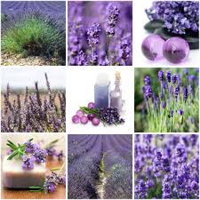 Lavendel düngen und gießen gießen sie lavendel im topf nur dann, wenn die erde trocken ist. Lavendel Pflege Tipps Vermehren Schneiden Und Die Heilwirkung