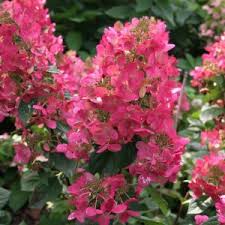 Hydrangea paniculata 'little lime' ® ist eine schnittverträgliche sorte. Hydrangea Mega Mindy Types And Varieties Hydrangea Mega Mindy Planting Pruning Growing And Cultivation The Plant Encyclopedia