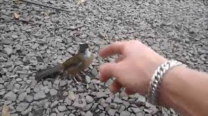 Canto De Trinca Ferro No Mato Trinca Ferro Solto Cantando Na Mao Esse E Loco Trinco Passaros Ferro