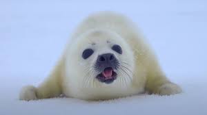 Cutest Fluffy Baby Seal Ever Watch If You Are Sad Youtube