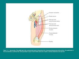 Module 3 The Newborn Postpartum Adaption Transition To Extrauterine Life Nursing Assessment Of The Newborn Newborn Needs And Care Postpartum Assessment Ppt Download