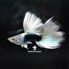 He Always Be My Favorit Breeder Make Best Quality Guppy Omg I Really Wanted Guppy Guppyfish Guppies Fishkeeper Freshwateraquarium Cichlids Aquariu
