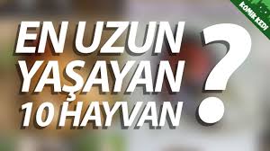En 10 Hayvanlar Panosundaki Pin