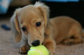 We are located in sunny southern california but our puppies have been adopted into loving homes all over the world. Winnie And A Mini Tennis Ball 1 Dachshund Puppies Puppies Dachshund Breed