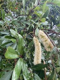 Image result for Cunonia capensis