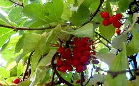 Schisandra Pflanze Pflanzen Schlingpflanzen Garten Pflanzen