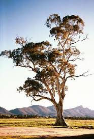 Image result for Eucalyptus camaldulensis
