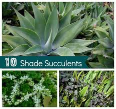 Their large impressive leaves make. Pin By Lili Ane Niemczura On Indoor Gardening Drought Tolerant Garden Succulent Landscaping Succulents Garden