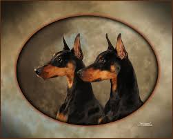 Welcome to home of doberman puppies. Element Dobermans Breeder Of Quality Dobermans Puppies In Wisconsin