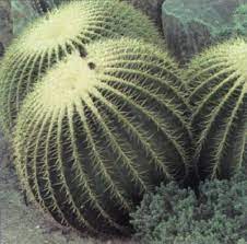 Many leave them and let them grow, creating a globular the golden barrel cactus plant is an attractive and cheerful specimen, rounded and growing to as much as three feet tall and three feet around much. Golden Barrel Cactus A Portrait Of A House Plant Howstuffworks