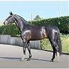 Maybe you would like to learn more about one of these? Sandro Hit Wirklich Soo Schlecht Was Vererbt Er Denn Positiv Noch Aktuell Horse Gate Forum
