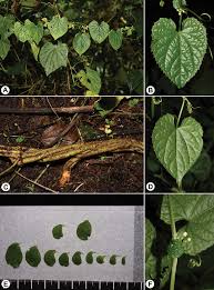 Image result for Zehneria scabra