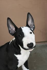 Black And White Pit Bull Terrier Imgur Bull Terrier Puppy English Bull Terrier Puppy Bull Terrier Dog