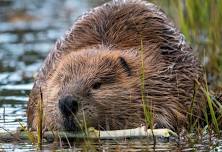 Living with Beavers: Coexistence Strategies and Resources