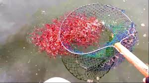 Karena memang ikan yang satu ini sangat disukai oleh banyak orang indonesia. Ikan Toman Besar Makan Orang