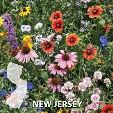 We will remind you here when there is new message. New Jersey Blend Wildflower Seed Urban Farmer