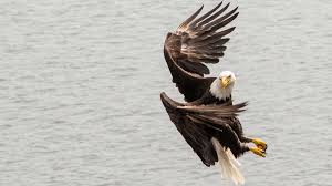 Treu Gross Schnell 13 Spannende Fakten Uber Adler Wwf Blog