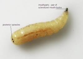 Kelebeklerin özellikleri, cinsleri, faydaları ve zararları nelerdir? Evde Kurt Neden Olur