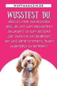 Tiere können das wort liebe zwar nicht schreiben, aber umso besser können sie es zeigen. 93 Jackrussell Fotografie Hunde Spruche Ideen In 2021 Hunde Hundespruche Hund Zitat