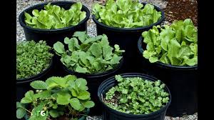 Vegetable garden container ideas can be productive and beautiful, with statement foliage used to make a dramatic centerpiece. 75 Vegetable Container Garden Ideas Youtube