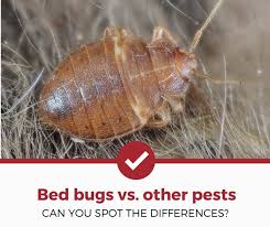 Stains like the ones in the picture below happen when recently fed bugs get squashed in the bed by a person moving unexpectedly.but, many other things could cause stains like this. Bed Bugs Vs Other Pests A Quick Comparison Guide Pest Strategies