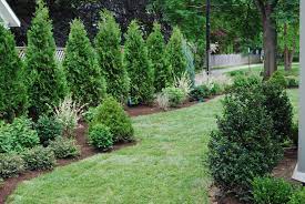 By Carey Ezell Landscape Design Thuja Dark American Create A Green Wall For A Mixed Border Landscape Design Landscape Plans Arborvitae Landscaping