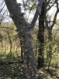 Image result for Zanthoxylum tenuipedicellatum