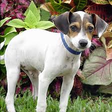 Affectionate, playful, and inquisitive, the beagle dachshund combines some of the best characteristics of both parents. Raggle Rat Terrier X Beagle Mix Info Temperament Training Pictures