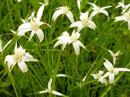 Image result for Rhynchospora gracillima