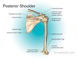 Diagram of two shoulder incisions. Shoulder Anatomy