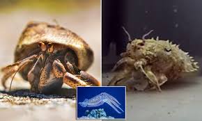 Video Shows Cuttlefish Pretending To Be Hermit Crabs Daily Mail Online ○ *this primarily affects the duration of burning.