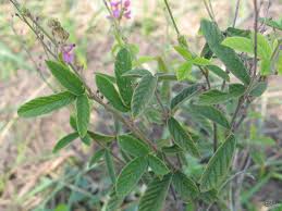 Image result for Desmodium