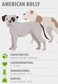 The first american bully was bred in the united states between 1980 and 1990. American Bully Aussehen Charakter Haltung Zooplus