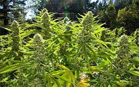 18 holes outdoor guerilla grow. Outdoor Grow Cannabis Draussen Anbauen 1000seeds