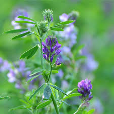 Image result for Medicago laciniata