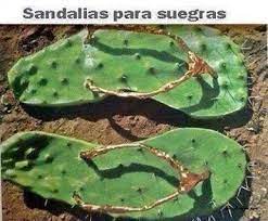 Los cactus para la energía. Sandalias Para Suegras Cactos Frases Suculentas