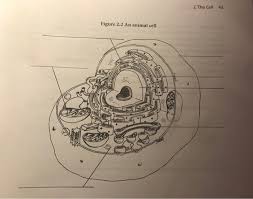 We did not find results for: 2 The Cell 43 Figure 2 2 An Animal Cell Chegg Com
