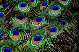 Check spelling or type a new query. Terinspirasi Dari Burung Merak Ilmuwan Siapkan Sensor Pintar Masa Depan Hitekno Com