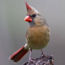 Birds Native To Virginia Pictures Of State Birds Complete 50 Photo Gallery State Birds West Virginia State Bird Birds