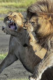New living translation they told him, we have seen the lord! but he replied, i won't believe it unless i see the nail wounds in his hands, put my fingers into them, and place my hand into the wound in his side. Feisty Lioness Slaps A Lion To Put Him In His Place Male Lion Lioness Wild Cats