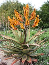 Image result for Aloe munchii