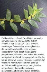 We did not find results for: Khasiat Rumput Patikan Kebo Tanaman Obat Obat Alami Kesehatan Alami
