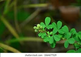 Image result for Pycnospora