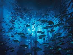 Oases in the Gulf of Mexico | Marlin