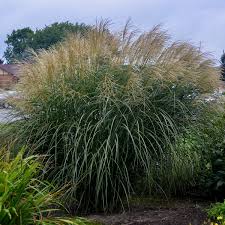Image result for Miscanthus junceus